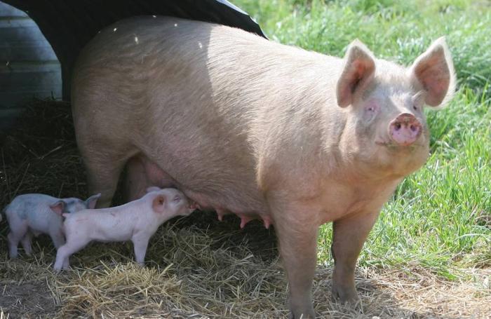 Pig herds continue shrinking trend in Germany, Denmark | WATTAgNet |  WATTPoultry