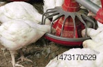 Feeder-height-1610PIpoultrynutrition1.jpg