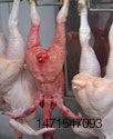 Red-Chicken-Poor-bleeding-1610PIpoultryprocessing1.jpg