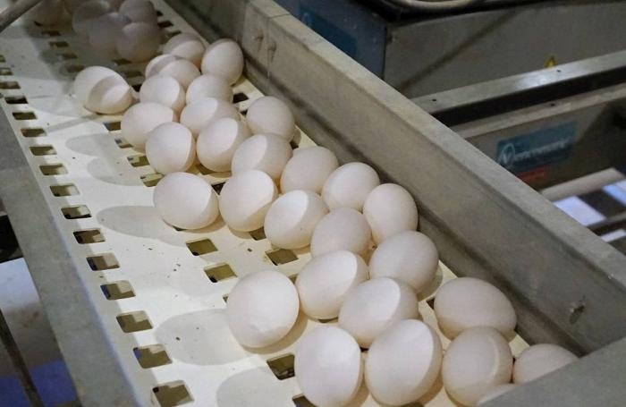 Otro golpe más a la industria del huevo