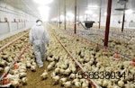 poultry farm veterinarian