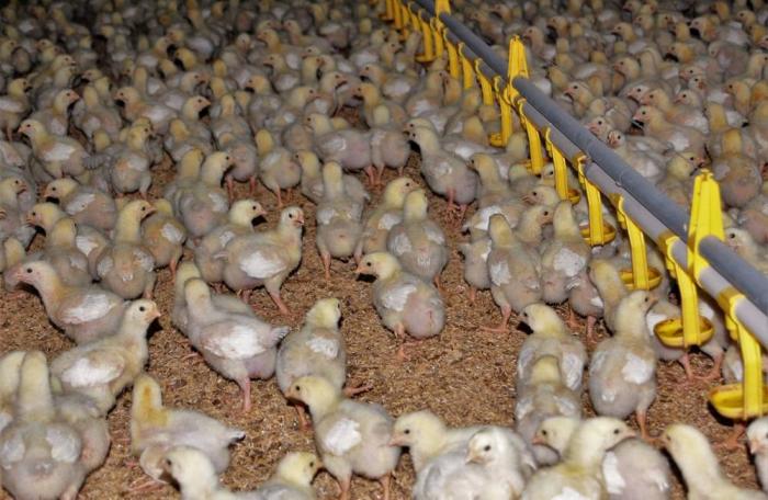 Pullets on rice hull bedding.
