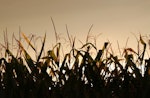 late-summer-sunset-over-corn-field