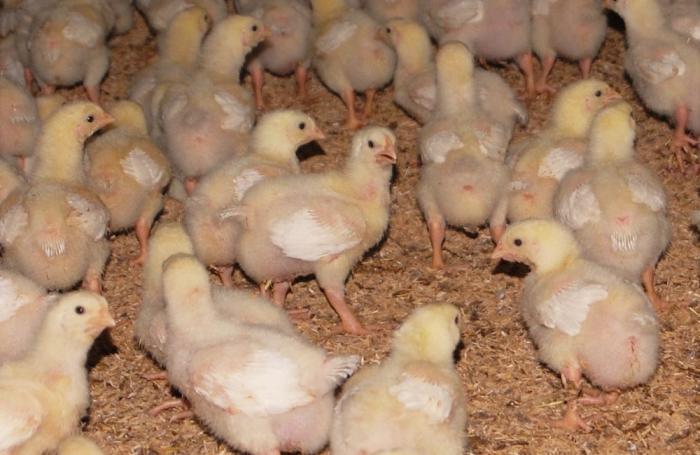 Peter Spring, of Bern University of Applied Sciences, argued responsible use of antibiotics is a better than removing them from poultry production.