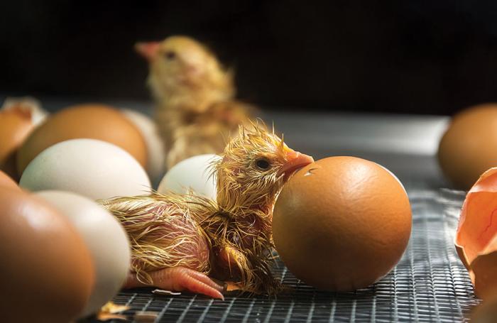 newly-hatched-chick-in-hatcher-1610EI.jpg