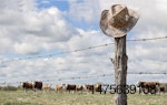 cattle ranch cowboy hat