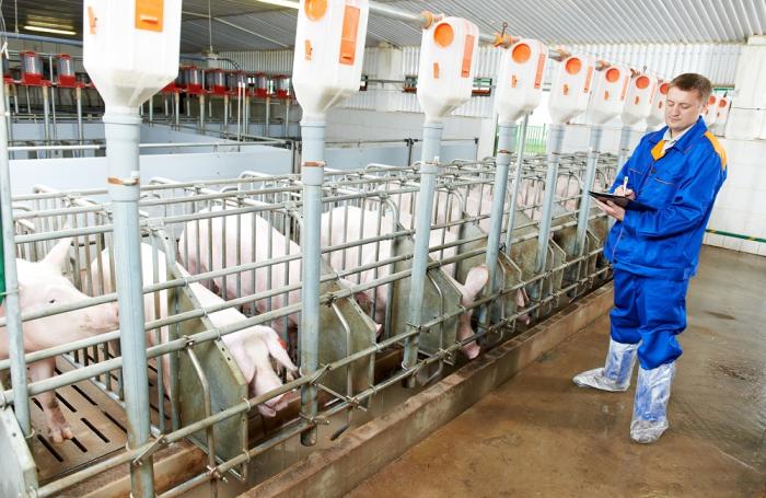 Food animal education 'eroding' at veterinary colleges | WATTAgNet