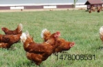 Free-range hens