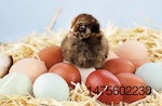 chick and eggs