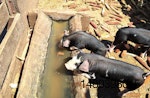 two piglets drinking