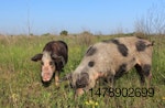 Pigs-Danube-Meadow