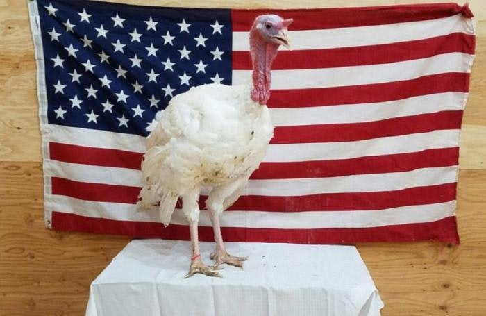 National Thanksgiving Turkey