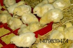 El uso de la lignocelulosa apunta hacia que el control del agua en el intestino que resulta en excretas más secas en pollos criados en cama