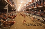 brown-hens-cage-free-aviary-opening.jpg
