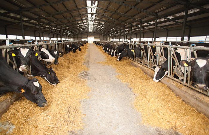 feeding enzymes to dairy cows