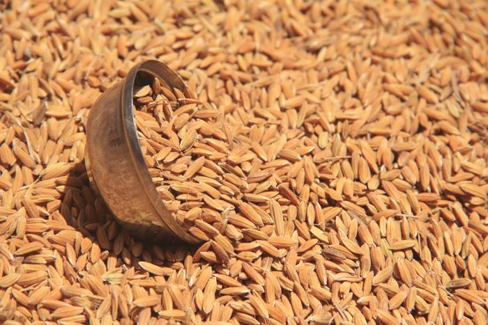 Understanding rice bran in pig, poultry feeds | WATTAgNet | WATTPoultry