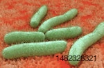 E-Coli-Bacteria