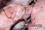 sow nursing piglet