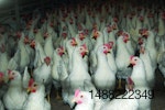 DeKalb-hens-with-intact-beaks.jpg