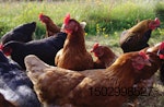 free-range-hens.jpg