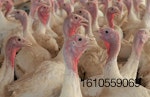 Turkeys at a farm in Loose Creek, Missouri. | Austin Alonzo