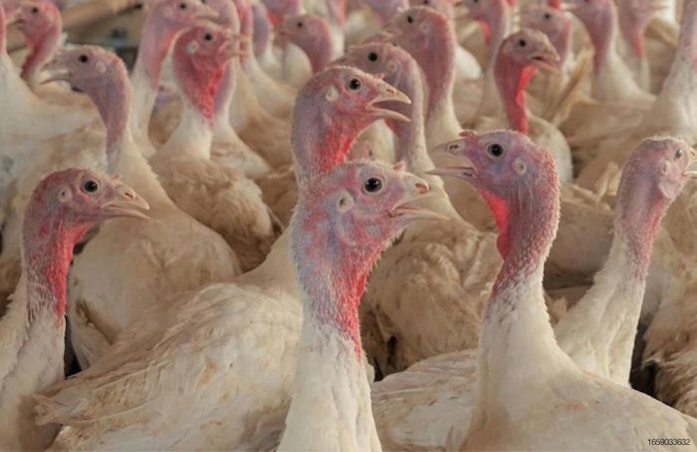 Utah’taki hindi sürüsü 36.700 kuşa ulaştı