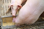 Pigs-Sows-Eat
