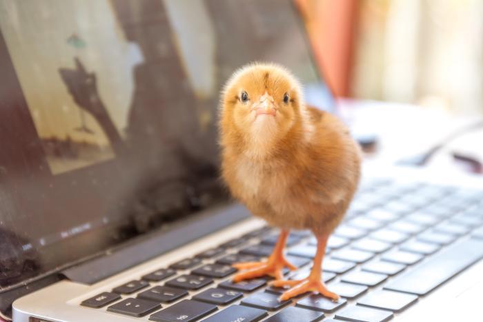 chick-on-laptop