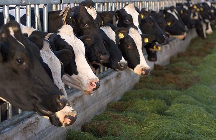 enzymes fed to dairy cows