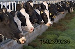 enzymes fed to dairy cows