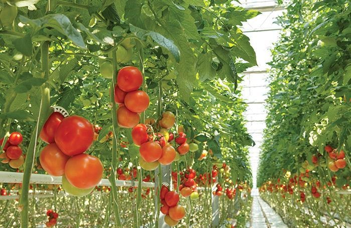 tomatoes-in-greenhouse.jpg