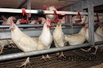 Hickman’s Egg Ranch is transition to 80 percent cage-free in order to meet demand for the product.
