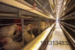 Hickman’s Egg Ranch will likely replace its enriched, California compliant colony housing with cage-free housing.