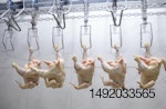 procesamiento de pollos