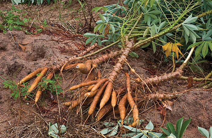 Using cassava as a global livestock feed ingredient | WATTAgNet |  WATTPoultry