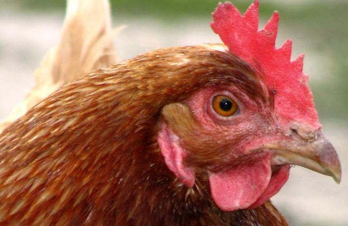 Alabama-Poultry