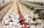 broiler chicken farm