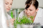 Los aditivos fitogénicos con compuestos botánicos y extractos vegetales presentan modos de acción más amplios, en comparación con las sustancias químicas de un solo ingrediente