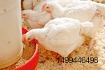 poultry-eating-1.jpg