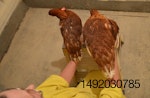Pullet weight comparison
