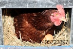 hen-in-nest-box.jpg