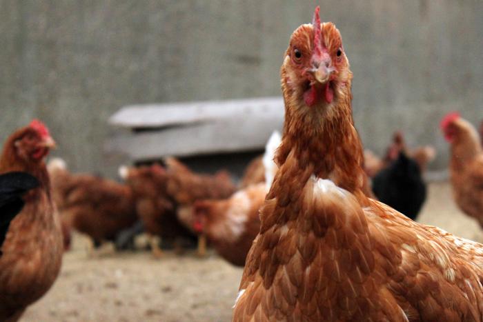 hens-free-range-egg-farm