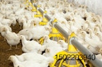 Brote de influenza aviar en ponedoras mexicanas