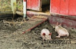 two piglets rooting in dirt