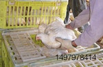Capture-Broilers-By-The-Body-1.jpg