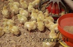Tyson-animal-welfare-chicks