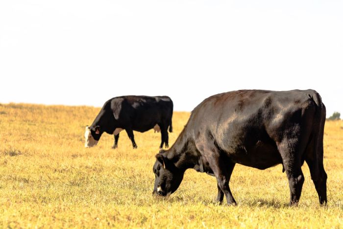 beef-cattle-grazing.jpg