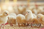 chicks-benefit-from-prestarter-diets.jpg