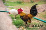 red-junglefowl-bantam-chicken.jpg