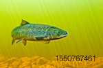 salmon-fish.jpg